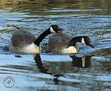 Canada Goose 9R005D-121